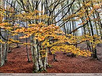 autunno 2011 (2)
